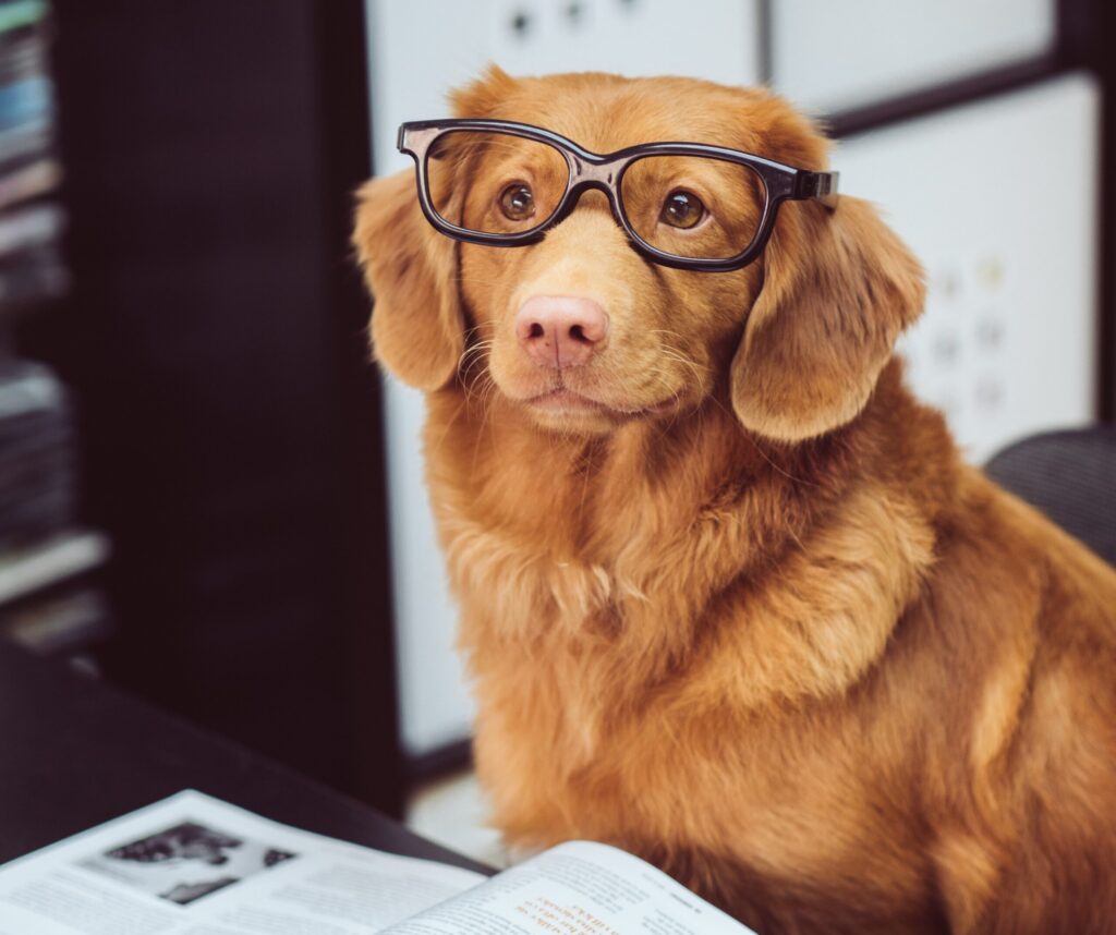 cane con occhiali da lettura