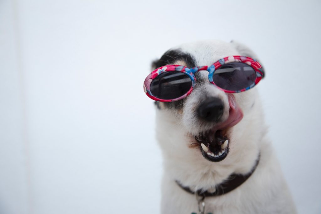 cachorro com óculos de sol