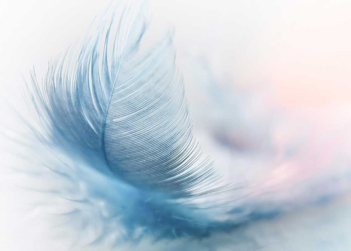 la plume bleu pâle semble douce et paisible.