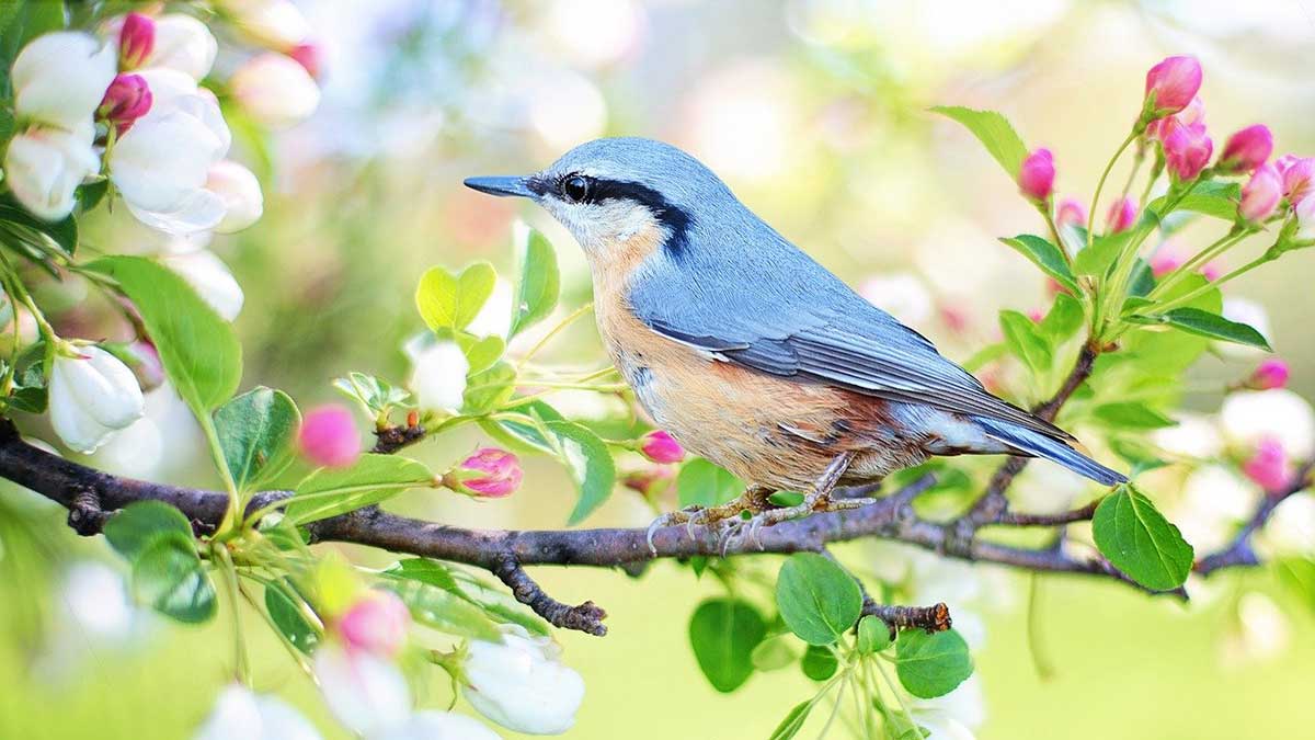 l'oiseau bleu du bonheur assis au milieu des fleurs roses et des feuilles vertes a l'air joyeux.