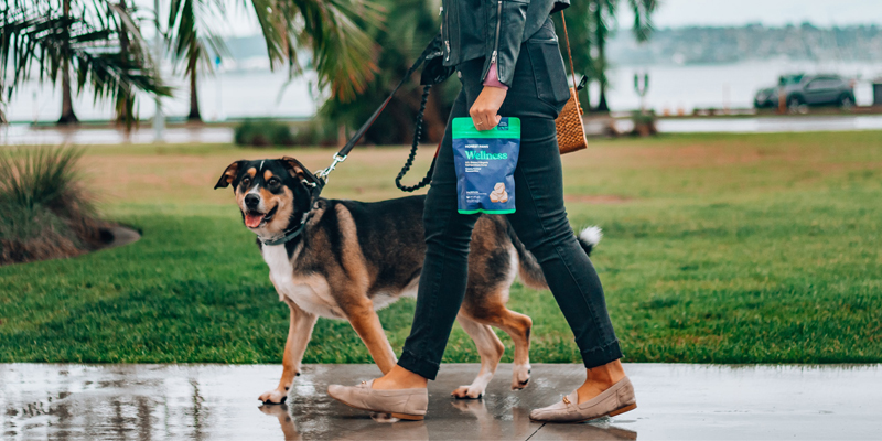 Dogwalker, der einen Hund spazieren führt