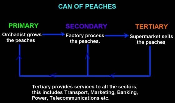 primario secundario terciario sectores