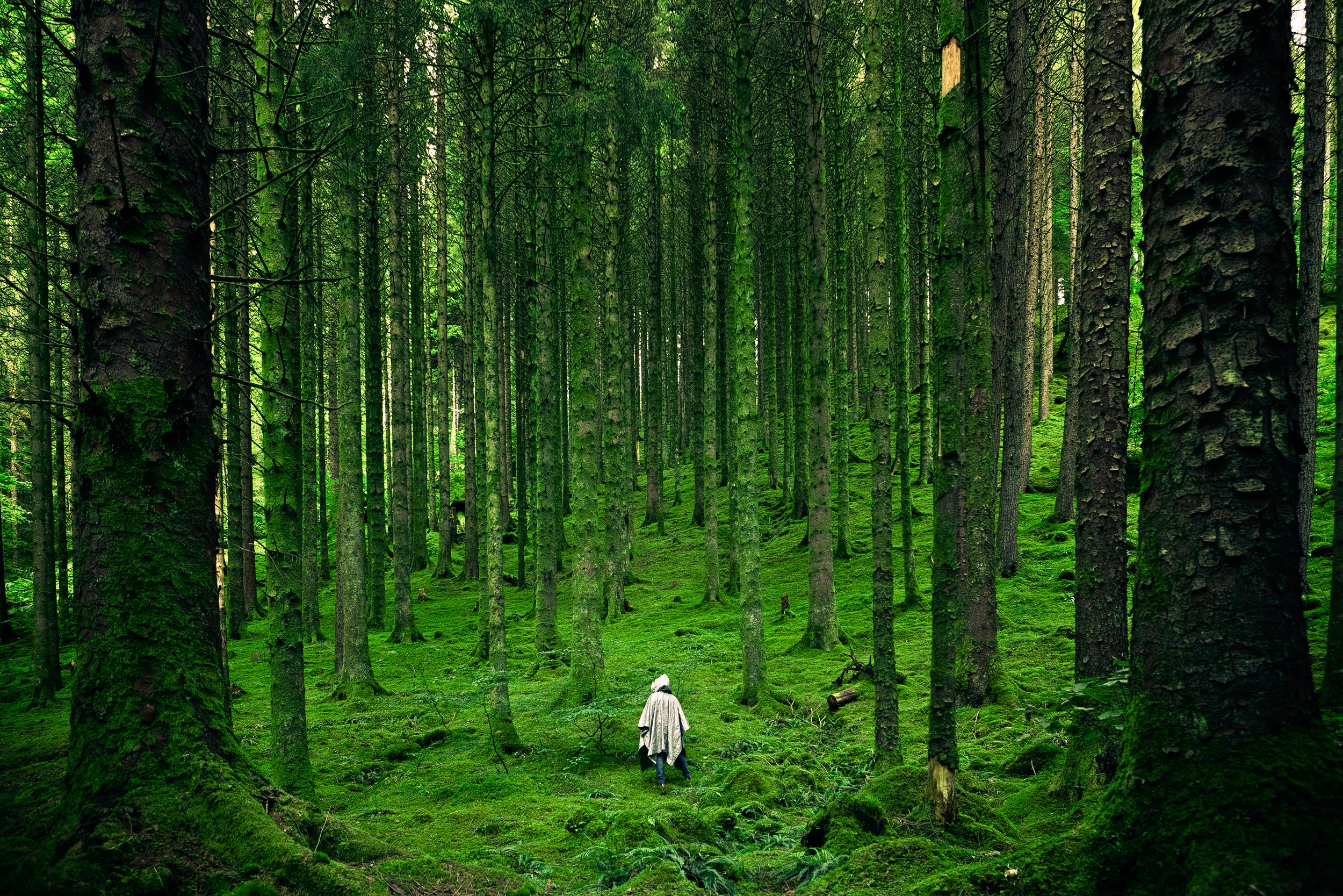 Guarda la foresta attraverso gli alberi