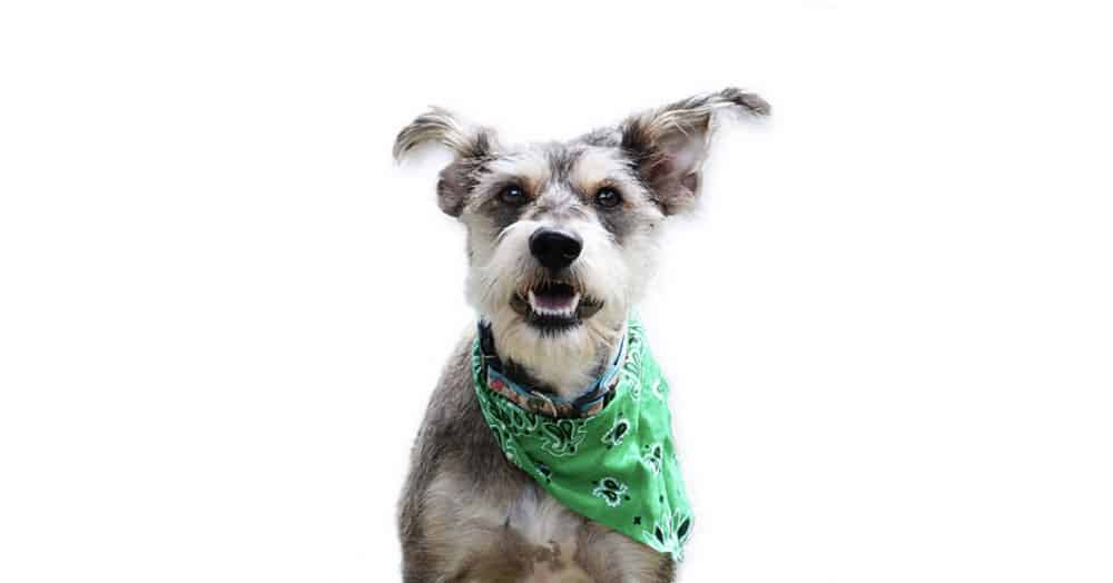 Print-on-Demand Pet Bandanas