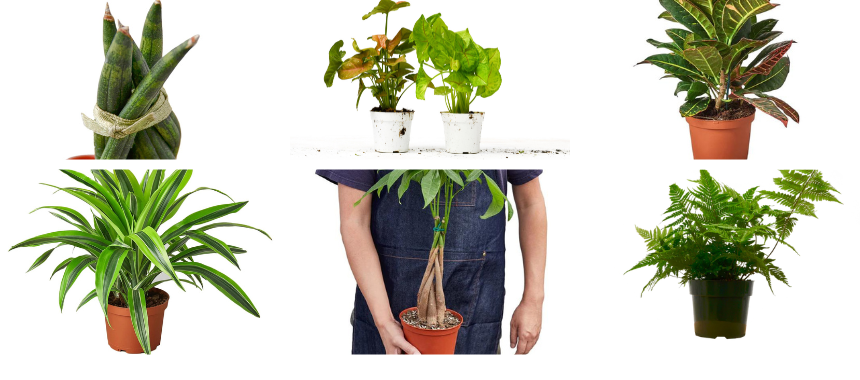 Live Plants from House Plant Dropship