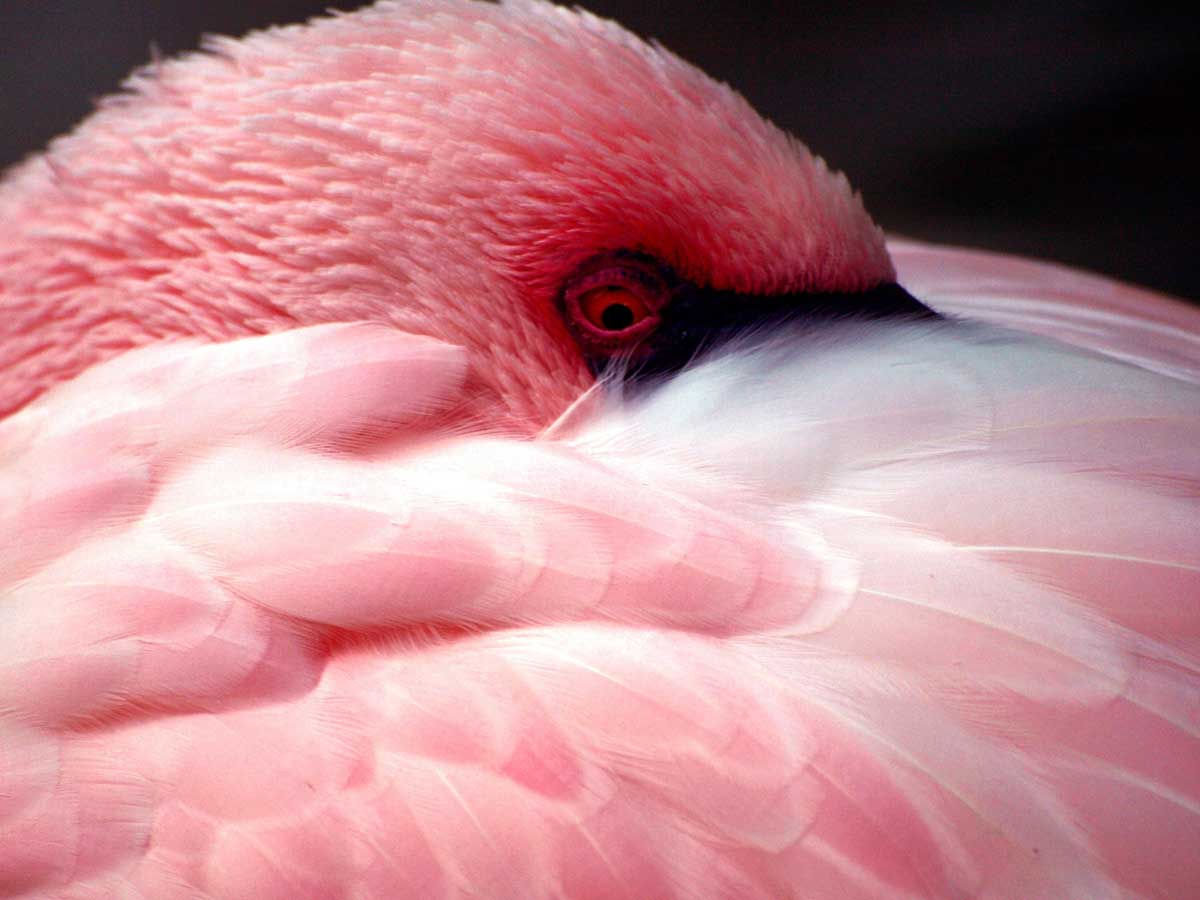 timide flamant rose caché sous son aile.