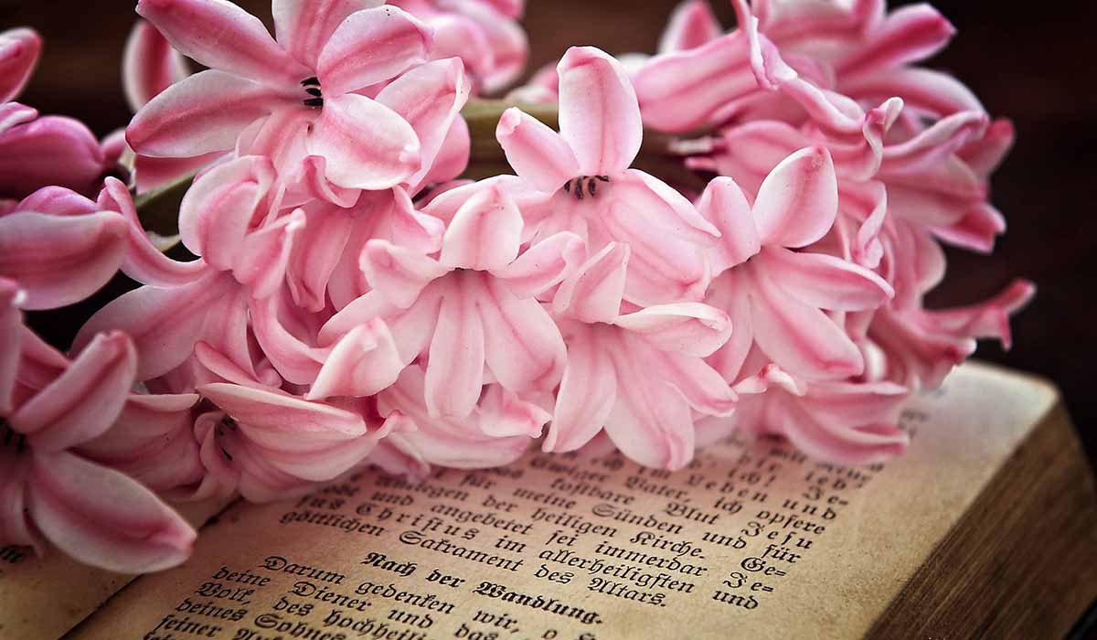 fleurs de jacinthe rose se trouvant sur les pages de la bible.