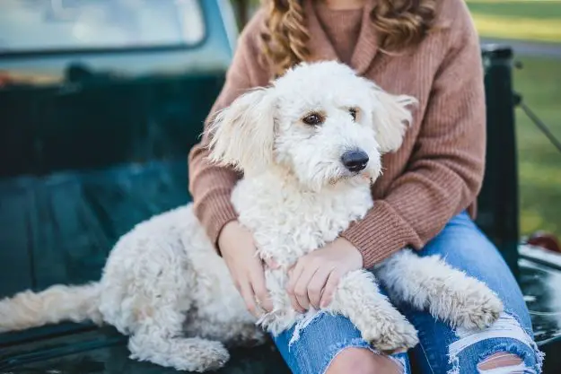 Cane e proprietario