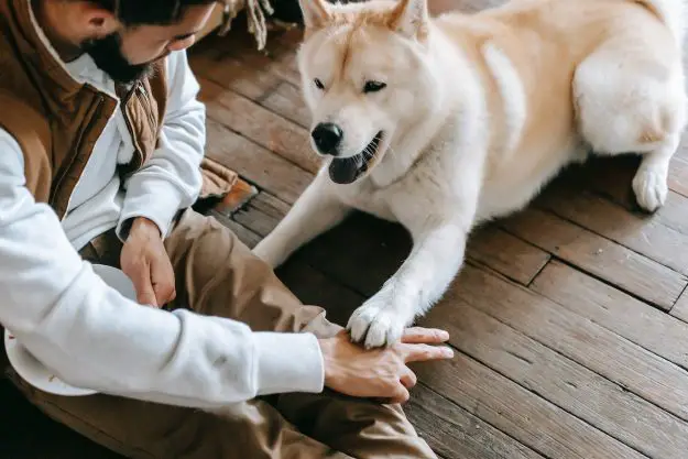 possedere un cane