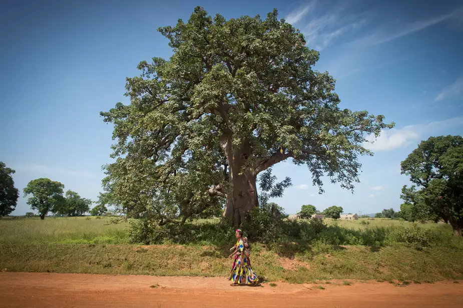 aide à l'arbre