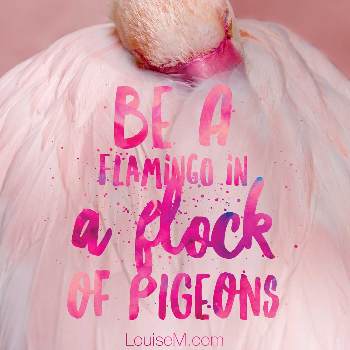 gros plan de flamant rose avec citation, Soyez un flamant rose dans un troupeau de pigeons.