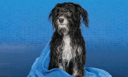 Cose da considerare prima di acquistare shampoo per cani