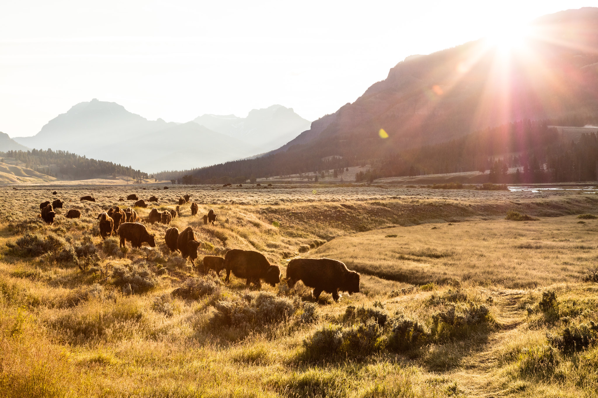 Yellowstone-für immer