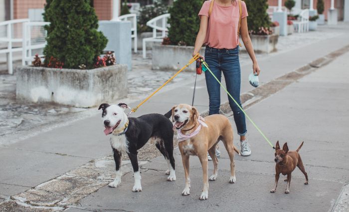 paseador de perros con 3 perros