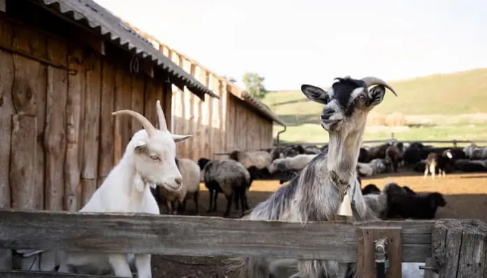 The Weather Solve Structures And Wind Shelter Animal protection