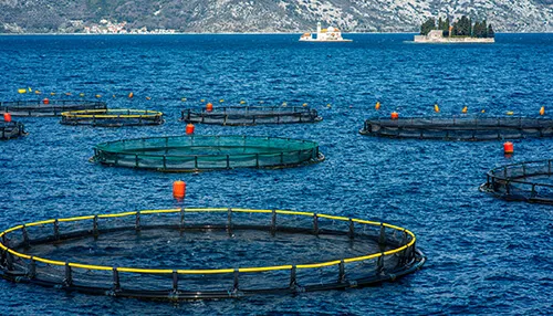 Organic Fish Farm Food Business Ideas