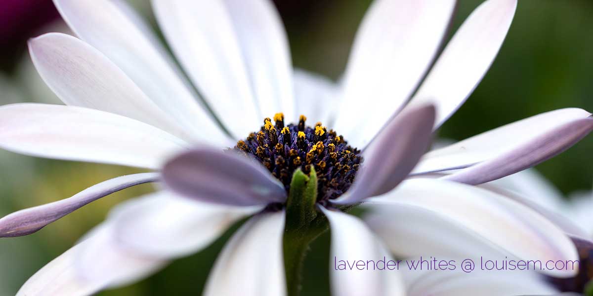 lavender hingga aster afrika ungu.