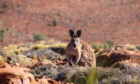 Scopri il South Australia: un'avventura indimenticabile da Adelaide