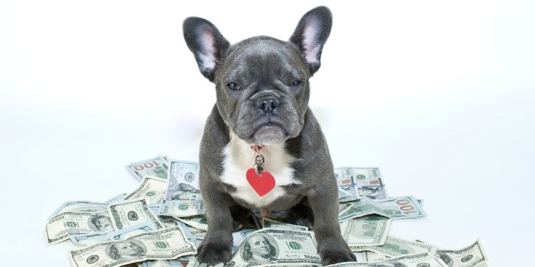 Französische Bulldogge mit Geld