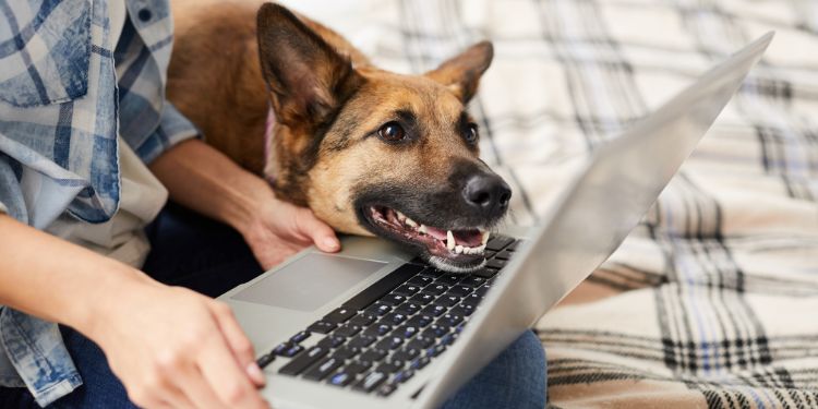 mann, der auf computer mit hund neben ihm tippt