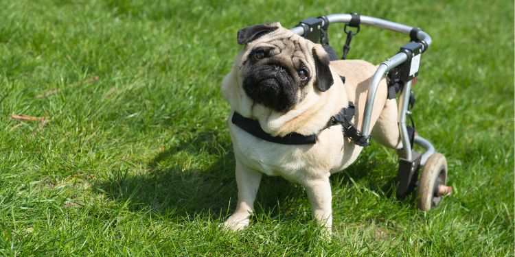 Photo d'un carlin handicapé avec un marcheur dans un parc