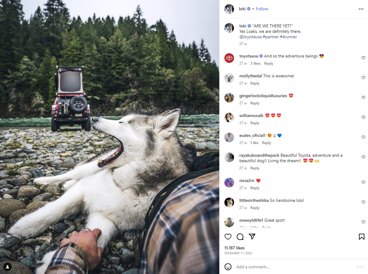 Loki the Wolfdog'un Instagram hesabından ekran görüntüsü