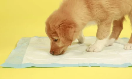 Puppy Potty Training: una guida completa per rompere la casa del tuo cucciolo