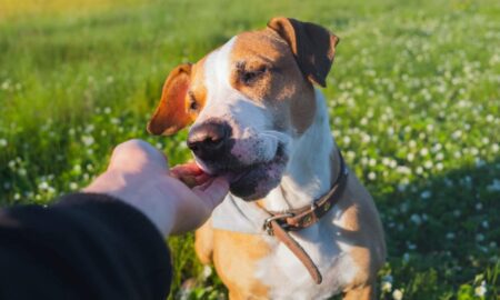 低アレルギー性犬用おやつの 10 の利点