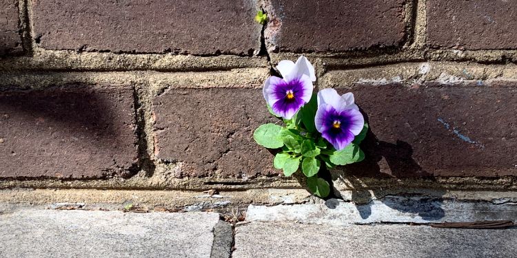 flor justaposta com concreto