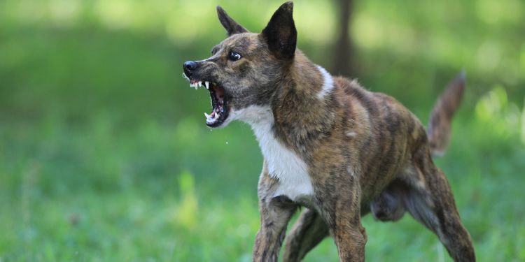 cachorro malvado mostrando agressividade