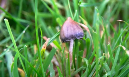 开启内心旅程：蘑菇仪式的魔力